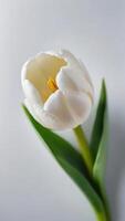 ai generado foto de blanco tulipán parte superior ver de hermosa blanco tulipán. ai generado