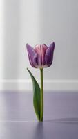 AI generated Photo Of A Single Tulip Is In A White Room With A White Wall As A Background And A Purple Floor Illustrations. AI Generated