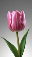 AI generated Photo Of Pink Tulip With Green Leaf Isolated On White Background 3D Rendering. AI Generated