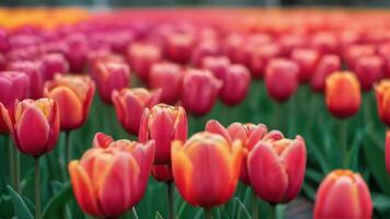 ai generado foto de tulipanes en primavera. ai generado