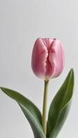 AI generated Photo Of Pink Tulip Standing Alone On A White Background. AI Generated