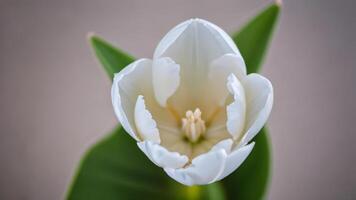 ai generado foto de blanco tulipán parte superior ver de hermosa blanco tulipán. ai generado