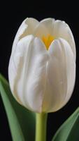 ai generado foto de blanco tulipán parte superior ver de hermosa blanco tulipán. ai generado