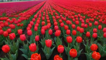 ai generado foto de campo de vistoso tulipanes rojo campo primavera. ai generado