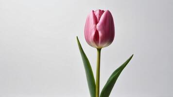 AI generated Photo Of Pink Tulip Standing Alone On A White Background. AI Generated