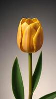 AI generated Photo Of Golden Tulip Flower With Stem And Leaves Isolated. AI Generated