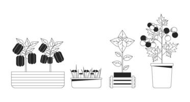 Veggies plants in pots black and white 2D line cartoon objects set. Potted vegetables herbs planting isolated vector outline items collection. Indoor garden farm monochromatic flat spot illustrations