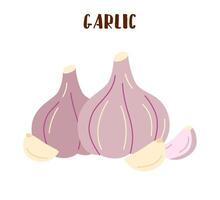 Set of garlic isolated on white. Garlic vegetable in flat style. vector