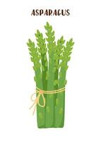 Asparagus vegetable isolated on white background. vector