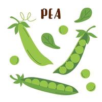 Set of peas isolated on white. Peas vegetable in flat style. vector