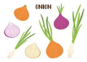 Set of onion isolated on white. Onion vegetable. vector