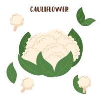 Set of cauliflower isolated on white. Cauliflower vegetable. vector