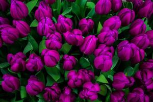 campo con tulipanes en flor. fiesta de las flores símbolo de primavera. foto