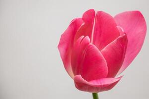 Tulip flower close up. Growing tulips at home. photo