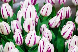 Delicate blooming tulip. Field with bright tulips. Festival of flowers. photo