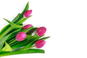 Bouquet of pink tulips on white background. Fresh spring flowers. Minimalism. photo