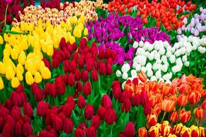 Fresh spring tulips on flower field. Tulip Festival. Easter flowers. photo