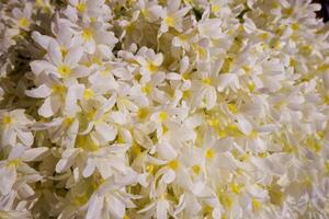 Selective focus of white lilac spring flowers in bloom. photo