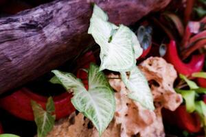 Selective focus of syngonium white butterfly flowers in bloom. photo