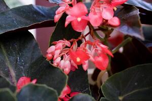 Selective focus of blooming begonias. photo