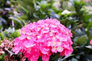 Selective focus of pink hydrangea flowers in bloom. photo