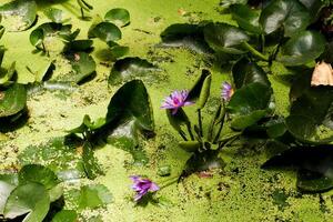 Selective focus of water lily flowers in bloom. photo