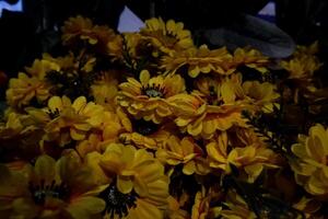 Selective focus of yellow chrysanthemum flowers in bloom. photo