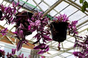 Selective focus of pink orchid flowers in bloom. photo