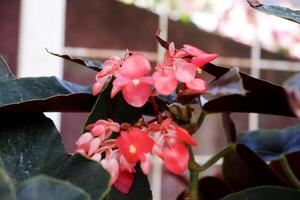 Selective focus of blooming begonias. photo