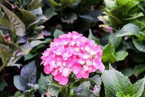 Selective focus of pink hydrangea flowers in bloom. photo