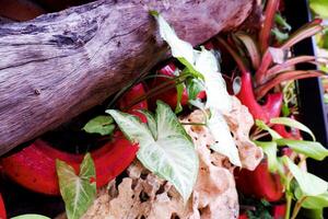 Selective focus of syngonium white butterfly flowers in bloom. photo