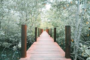 wooden bridge for walkway In the mangrove nature study path forest photo