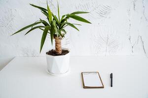 A small pot of ficus is on the table. A notebook with blank sheets and a pen lie side by side. Minimalist work desk. Potted houseplant photo