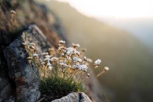 un cerca Disparo de un pequeño Gypsophila arbusto en el rayos de el Dom creciente en el roca. el pequeño blanco flores tenido ya floreció. foto