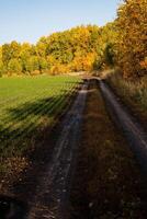 vertical foto de el pueblo la carretera paso mediante un sembrado campo y un otoño bosque. amarillo caras, lodo, soleado dias en otoño.