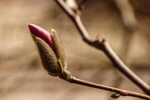 beautiful magnolia flowers with water droplets photo