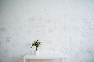 A small pot of ficus is on the table. Minimalistic light frame of the interior. Potted houseplant photo