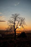 An old tree without foliage in the middle of a field in the setting sun. A light haze covers the entire field. photo