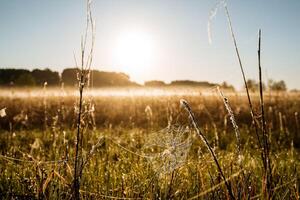 A web with sparkling dew between the grasses in the meadow. The meadow is covered with fog and illuminated by sunlight. photo