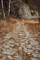 a dog is walking along the road. The road leads to the rocks. The grass has turned yellow. photo