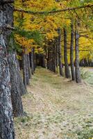 Walk through the autumn forest. The forest is yellow-green in color, sunlight through the trees. Perfectly flat forest belt. photo