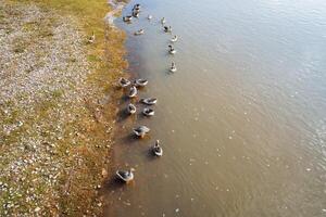 un rebaño de salvaje patos nada y alimenta cerca el apuntalar de el lago en el primavera. regreso de aves a su nativo tierras después invierno, un caminar por el lago en primavera y verano. foto