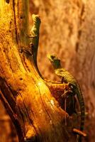 lagartija basilisco plumifrones, verde crestado basilisco foto