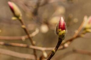 hermosa magnolia flores con agua gotas foto