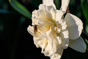 beautiful summer terry daffodils with bee photo