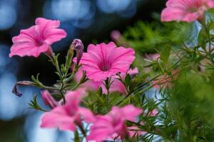 beautiful white and pink petunia flowers photo