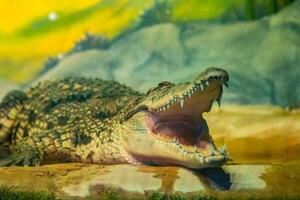 crocodile with open mouth with large teeth photo