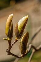 hermosa magnolia flores con agua gotas foto