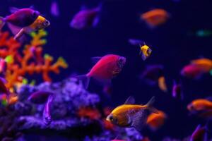 macro beautiful fish glo tetra fish danio rerio photo