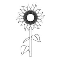 Sunflower in a continuous one line style hand drawn outline of flower isolated on white background vector